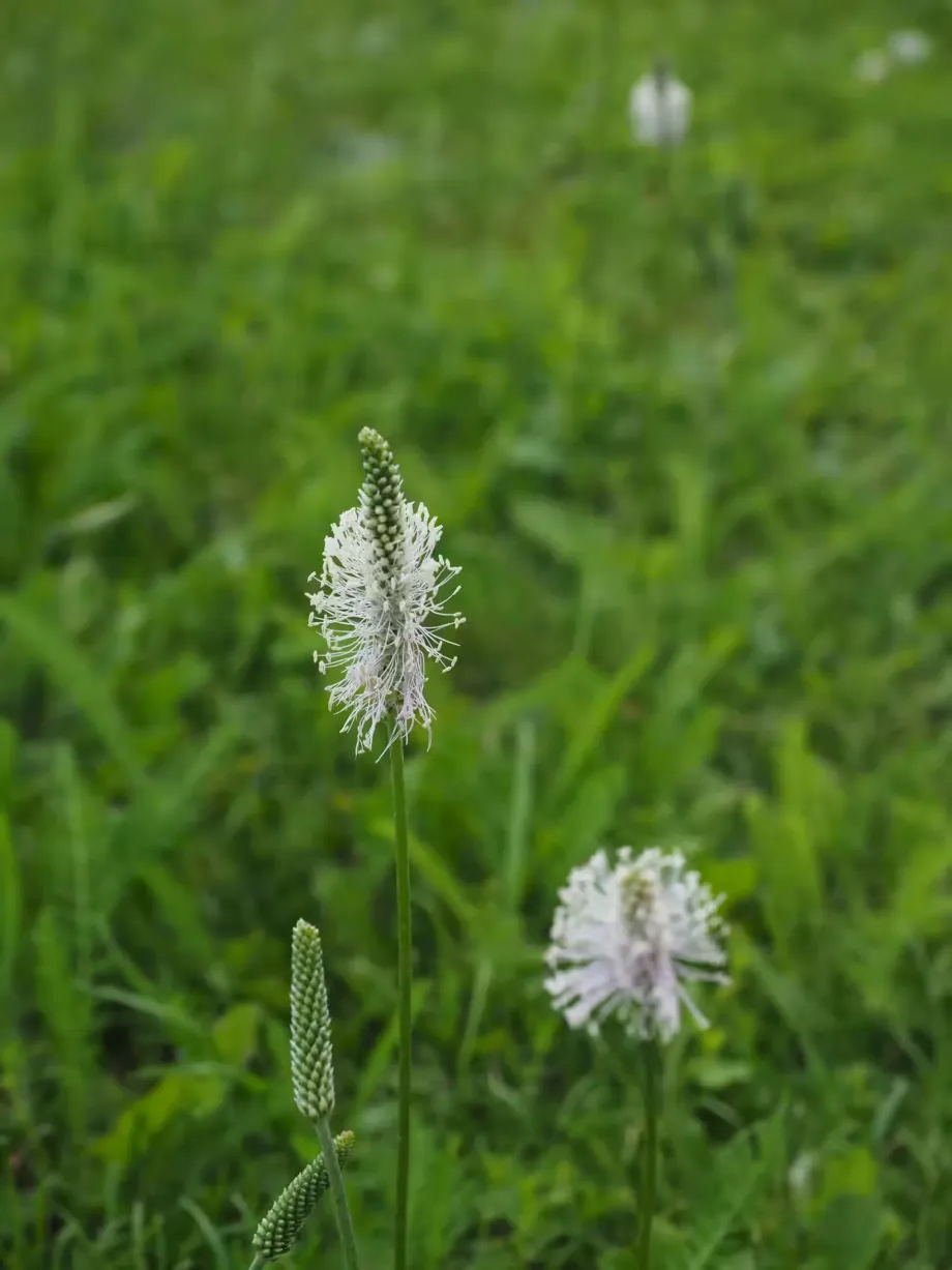 middle-plantain-609967