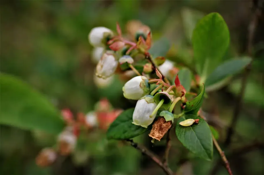 american-blueberry-5206955