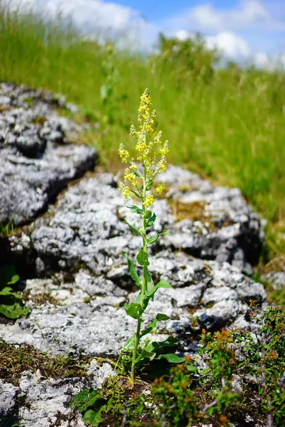 black-mullein-1464726