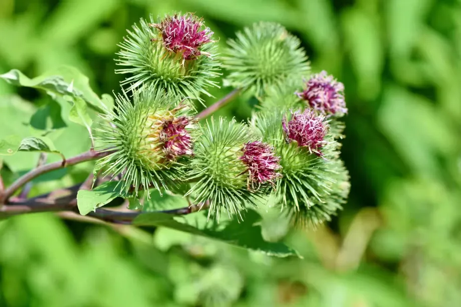 great-burdock-3560745