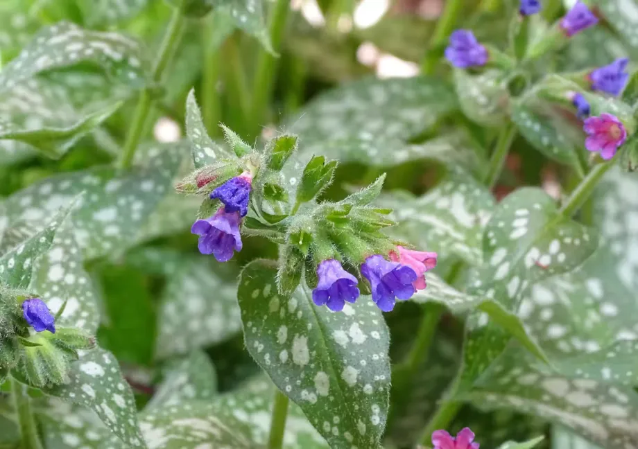 lungwort-3363477