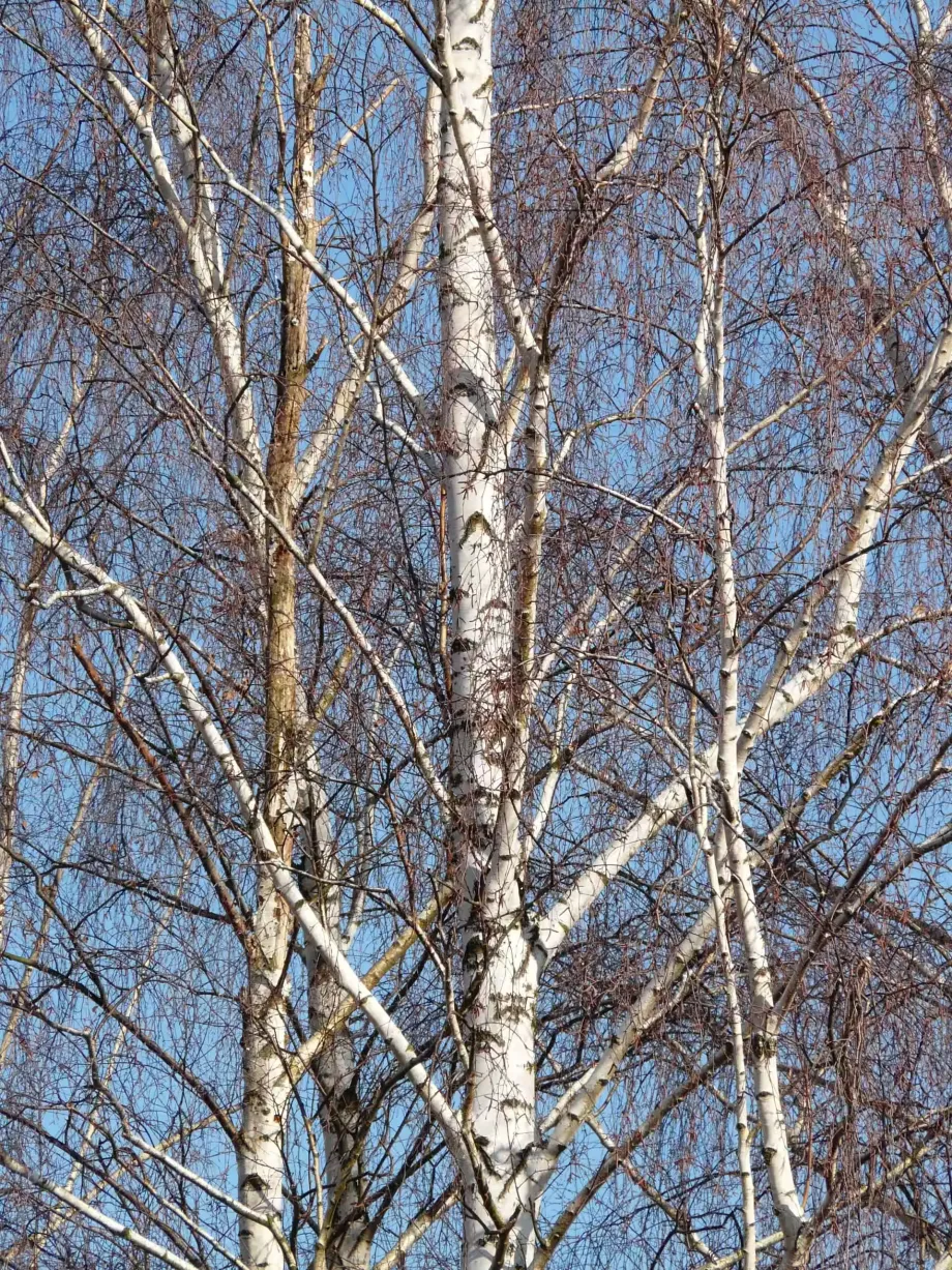 birch-trees-16376