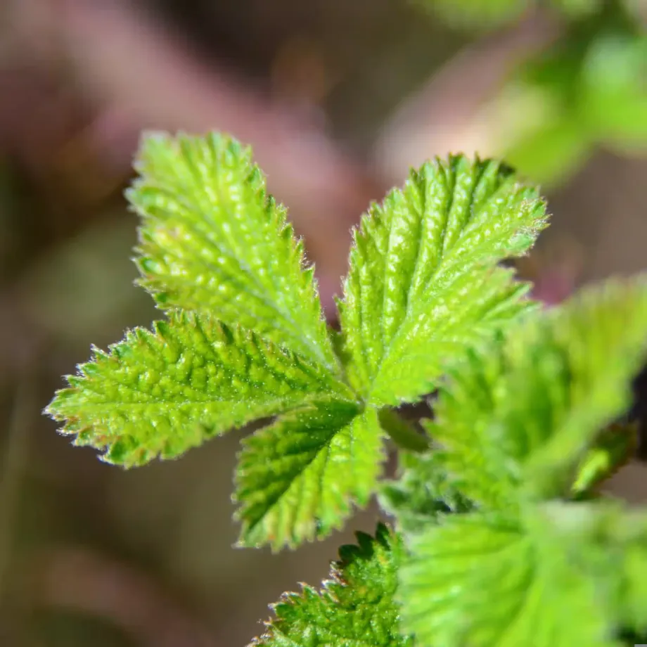 rubus-sect-rubus-4981938