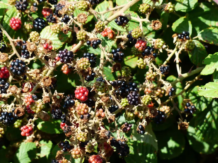 blackberries-186356