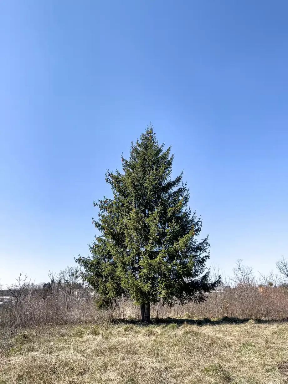 fluffy-live-tree-open-area-against-sky