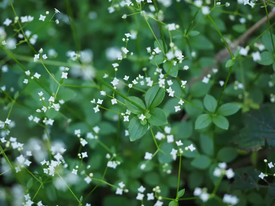 round-leaf-bedstraw-4441591